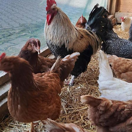 Ferienwohnung Eiernest Briedeler Heck Exteriér fotografie
