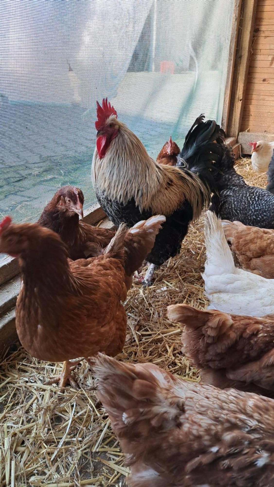 Ferienwohnung Eiernest Briedeler Heck Exteriér fotografie
